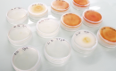 ImmunRise Biocontrol lève 5 M€ pour finaliser le développement de sa première microalgue antifongique